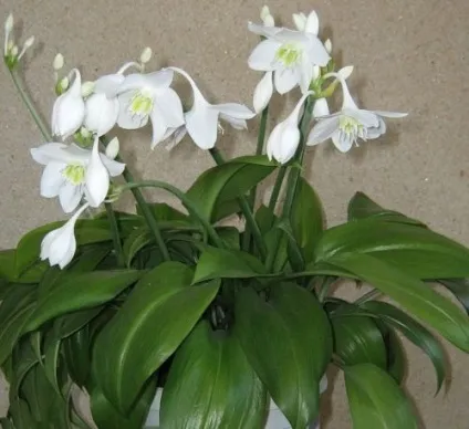 Квітка еухаріс догляд в домашніх умовах, flowery-blog (квітка) Квітка еухаріс догляд в домашніх умовах, flowery-blog