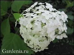 Гортензія розмноження насінням і живцями (розмноження) Гортензія розмноження насінням і живцями