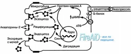 Гормони нейрогипофиза і їх ефекти в організмі (регуляція) Гормони нейрогипофиза і їх ефекти в організмі