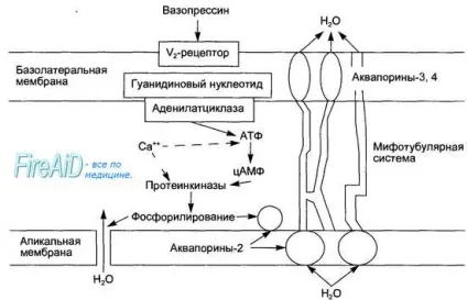 Гормони нейрогипофиза і їх ефекти в організмі (секреції) Гормони нейрогипофиза і їх ефекти в організмі