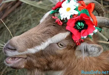 Гороскоп кози на 2018 рік за місяцями (представникам зоряного світу) Гороскоп кози на 2018 рік за місяцями