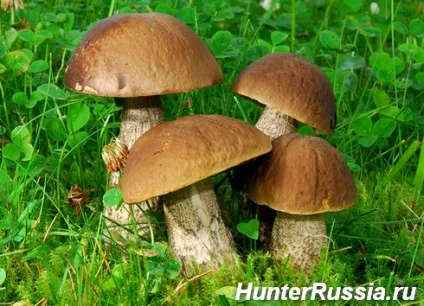 Гриби підберезники фото і опис