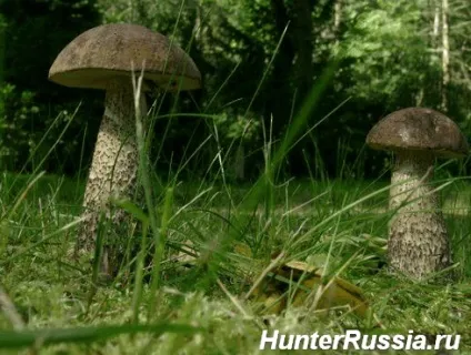 Гриби підберезники фото і опис