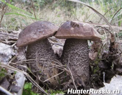 Гриби підберезники фото і опис