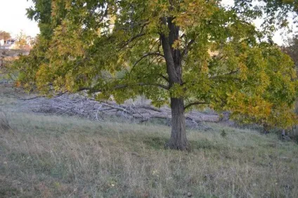 Дерево гикори особливості і властивості (властивості) Дерево гикори особливості та властивості
