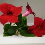Діпладенія - мексиканське дерево любові (мексиканське) Діпладенія - мексиканське дерево любові