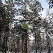 Будинки з клеєного бруса проекти, ціни, будівництво під ключ в Харків (клеєний брус будинку ключ) Будинки з клеєного бруса проекти, ціни, будівництво під ключ в Харків