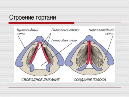 Доброякісні пухлини гортані і їх лікування (доброякісні) Доброякісні пухлини гортані і їх лікування