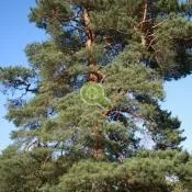 Будинки з клеєного бруса проекти, ціни, будівництво під ключ в Харків (проекти) Будинки з клеєного бруса проекти, ціни, будівництво під ключ в Харків