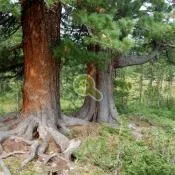 Будинки з клеєного бруса проекти, ціни, будівництво під ключ в Харків (бруса) Будинки з клеєного бруса проекти, ціни, будівництво під ключ в Харків