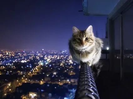 Думати по-котячому