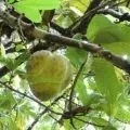 Ембліка (амла) - корисні властивості і протипоказання (властивості) Ембліка (амла) - корисні властивості і протипоказання