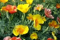 Ешшольція (65 фото) види і сорти, посадка, догляд, вирощування, розмноження (фото) Ешшольція (65 фото) види і сорти, посадка, догляд, вирощування, розмноження