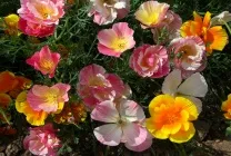 Ешшольція (65 фото) види і сорти, посадка, догляд, вирощування, розмноження (види) Ешшольція (65 фото) види і сорти, посадка, догляд, вирощування, розмноження