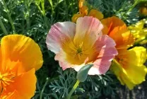 Ешшольція (65 фото) види і сорти, посадка, догляд, вирощування, розмноження (види) Ешшольція (65 фото) види і сорти, посадка, догляд, вирощування, розмноження