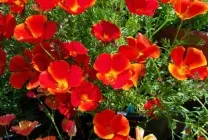 Ешшольція (65 фото) види і сорти, посадка, догляд, вирощування, розмноження (ешшольція) Ешшольція (65 фото) види і сорти, посадка, догляд, вирощування, розмноження