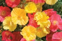 Ешшольція (65 фото) види і сорти, посадка, догляд, вирощування, розмноження (види) Ешшольція (65 фото) види і сорти, посадка, догляд, вирощування, розмноження