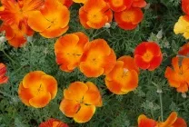 Ешшольція (65 фото) види і сорти, посадка, догляд, вирощування, розмноження (вирощування) Ешшольція (65 фото) види і сорти, посадка, догляд, вирощування, розмноження