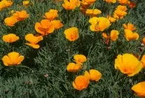 Ешшольція (65 фото) види і сорти, посадка, догляд, вирощування, розмноження (догляд) Ешшольція (65 фото) види і сорти, посадка, догляд, вирощування, розмноження