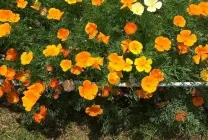 Ешшольція (65 фото) види і сорти, посадка, догляд, вирощування, розмноження (фото) Ешшольція (65 фото) види і сорти, посадка, догляд, вирощування, розмноження