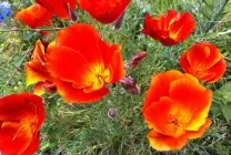 Ешшольція (65 фото) види і сорти, посадка, догляд, вирощування, розмноження (вирощування) Ешшольція (65 фото) види і сорти, посадка, догляд, вирощування, розмноження