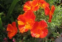 Ешшольція (65 фото) види і сорти, посадка, догляд, вирощування, розмноження (догляд) Ешшольція (65 фото) види і сорти, посадка, догляд, вирощування, розмноження