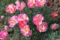 Ешшольція (65 фото) види і сорти, посадка, догляд, вирощування, розмноження (фото) Ешшольція (65 фото) види і сорти, посадка, догляд, вирощування, розмноження
