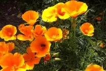 Ешшольція (65 фото) види і сорти, посадка, догляд, вирощування, розмноження (вирощування) Ешшольція (65 фото) види і сорти, посадка, догляд, вирощування, розмноження