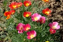 Ешшольція (65 фото) види і сорти, посадка, догляд, вирощування, розмноження (догляд) Ешшольція (65 фото) види і сорти, посадка, догляд, вирощування, розмноження