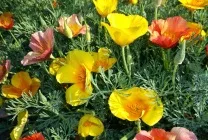 Ешшольція (65 фото) види і сорти, посадка, догляд, вирощування, розмноження (вирощування) Ешшольція (65 фото) види і сорти, посадка, догляд, вирощування, розмноження