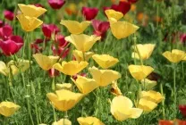 Ешшольція (65 фото) види і сорти, посадка, догляд, вирощування, розмноження (сорти) Ешшольція (65 фото) види і сорти, посадка, догляд, вирощування, розмноження