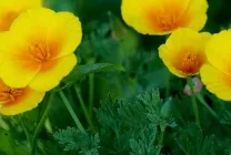Ешшольція (65 фото) види і сорти, посадка, догляд, вирощування, розмноження (ешшольція) Ешшольція (65 фото) види і сорти, посадка, догляд, вирощування, розмноження