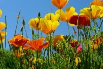 Ешшольція (65 фото) види і сорти, посадка, догляд, вирощування, розмноження (догляд) Ешшольція (65 фото) види і сорти, посадка, догляд, вирощування, розмноження