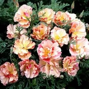 Ешшольція (65 фото) види і сорти, посадка, догляд, вирощування, розмноження (ешшольція) Ешшольція (65 фото) види і сорти, посадка, догляд, вирощування, розмноження