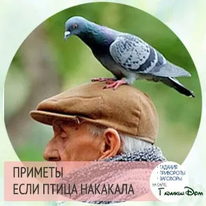 Якщо птах накакала
