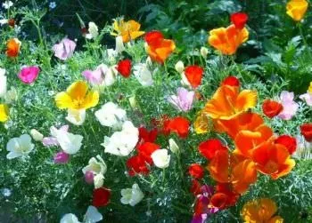 Ешшольція (65 фото) види і сорти, посадка, догляд, вирощування, розмноження (догляд) Ешшольція (65 фото) види і сорти, посадка, догляд, вирощування, розмноження