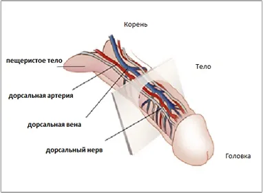 Ерекція, більше довше