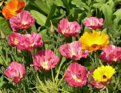 Ешшольція (65 фото) види і сорти, посадка, догляд, вирощування, розмноження (сорти) Ешшольція (65 фото) види і сорти, посадка, догляд, вирощування, розмноження