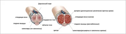Ерекція, більше довше