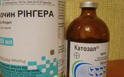 Ентерит у цуценят або парвовіроз, діти фауни (ентерит) Ентерит у цуценят або парвовіроз, діти фауни