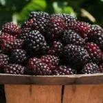 Ожина догляд, вирощування, розмноження і обрізка на дачі (догляд) Ожина догляд, вирощування, розмноження і обрізка на дачі