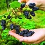 Ожина догляд, вирощування, розмноження і обрізка на дачі (ожина) Ожина догляд, вирощування, розмноження і обрізка на дачі