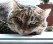 Європейська короткошерста кішка