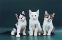 Європейська короткошерста кішка