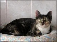 Європейська короткошерста кішка