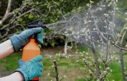 Фитоверм від попелиці як застосовувати, розводити фітоверм