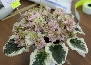 Фіалки для домашнього розведення сорту сенполій, правила вибору, фото квітів і назви (сенполій) Фіалки для домашнього розведення сорту сенполій, правила вибору, фото квітів і назви