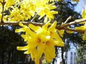 Форзиція - сонце в вашому саду