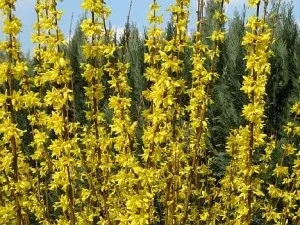 Форзиція - сонце в вашому саду