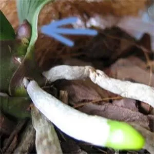 Фаленопсис (phalaenopsis)